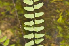 Blackstem Spleenwort, Asplenium resiliens