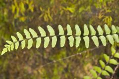 Blackstem Spleenwort, Asplenium resiliens