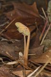 Bloodroot, Sanguinaria canadensis