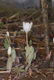 Bloodroot, Sanguinaria canadensis
