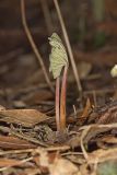 Bloodroot, Sanguinaria canadensis