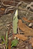 Bloodroot, Sanguinaria canadensis