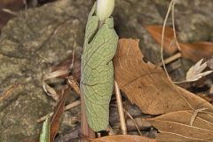 Bloodroot
