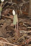 Bloodroot, Sanguinaria canadensis
