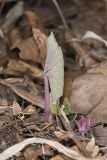 Bloodroot, Sanguinaria canadensis