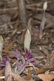 Bloodroot, Sanguinaria canadensis