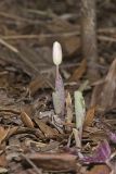 Bloodroot, Sanguinaria canadensis