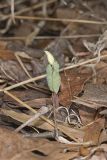 Bloodroot, Sanguinaria canadensis