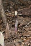 Bloodroot, Sanguinaria canadensis
