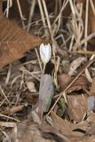 Bloodroot, Sanguinaria canadensis