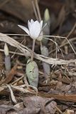 Bloodroot, Sanguinaria canadensis