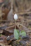 Bloodroot, Sanguinaria canadensis