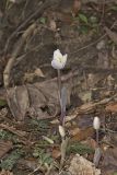 Bloodroot, Sanguinaria canadensis