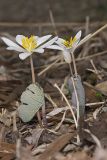 Bloodroot, Sanguinaria canadensis