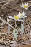 Bloodroot, Sanguinaria canadensis