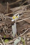 Bloodroot, Sanguinaria canadensis