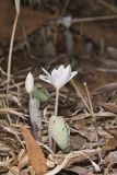 Bloodroot, Sanguinaria canadensis