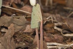 Bloodroot, Sanguinaria canadensis