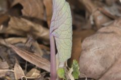 Bloodroot, Sanguinaria canadensis