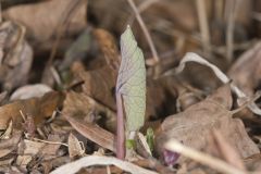 Bloodroot, Sanguinaria canadensis