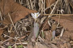 Bloodroot, Sanguinaria canadensis