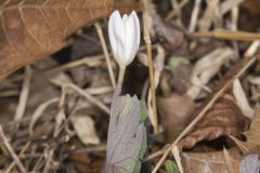 Bloodroot, Sanguinaria canadensis Bloodroot, Sanguinaria canadensis