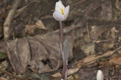Bloodroot, Sanguinaria canadensis