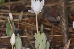 Bloodroot, Sanguinaria canadensis