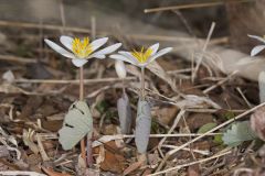 Bloodroot, Sanguinaria canadensis Bloodroot, Sanguinaria canadensis