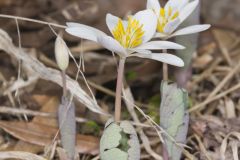 Bloodroot, Sanguinaria canadensis
