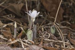 Bloodroot, Sanguinaria canadensis