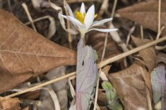 Bloodroot, Sanguinaria canadensis