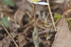 Bloodroot, Sanguinaria canadensis Bloodroot, Sanguinaria canadensis
