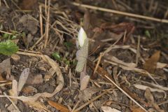 Bloodroot, Sanguinaria canadensis Bloodroot, Sanguinaria canadensis