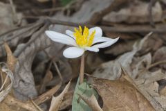 Bloodroot, Sanguinaria canadensis Bloodroot, Sanguinaria canadensis
