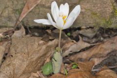 Bloodroot, Sanguinaria canadensis Bloodroot, Sanguinaria canadensis