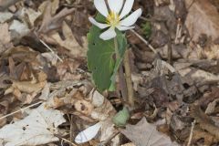 Bloodroot, Sanguinaria canadensis Bloodroot, Sanguinaria canadensis