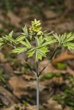 Blue Cohosh, Caulophyllum thalictroides