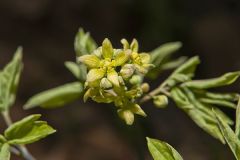 Blue Cohosh