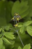 Blue Cohosh, Caulophyllum thalictroides