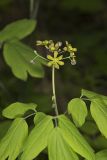 Blue Cohosh, Caulophyllum thalictroides