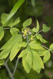 Blue Cohosh, Caulophyllum thalictroides
