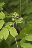 Blue Cohosh, Caulophyllum thalictroides