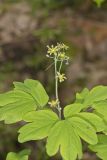 Blue Cohosh, Caulophyllum thalictroides