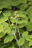 Blue Cohosh, Caulophyllum thalictroides