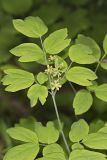 Blue Cohosh, Caulophyllum thalictroides