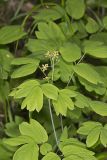 Blue Cohosh, Caulophyllum thalictroides