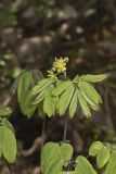 Blue Cohosh, Caulophyllum thalictroides