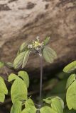 Blue Cohosh, Caulophyllum thalictroides