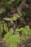 Blue Cohosh, Caulophyllum thalictroides